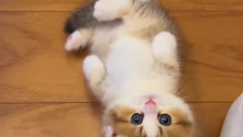 Adorable Blue-Eyed Kitten Enjoys a Sweet Serenade