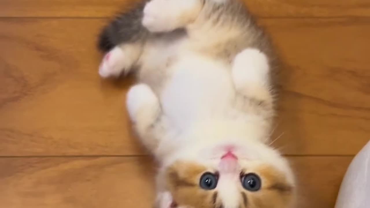 Adorable Blue-Eyed Kitten Enjoys a Sweet Serenade