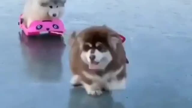 Dog with her best friend