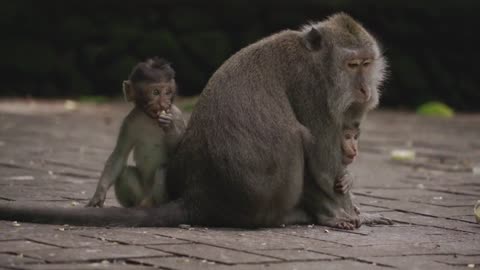 Monkey mother and baby