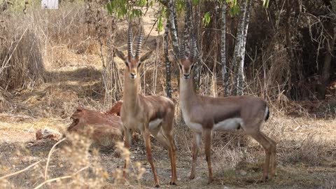 Snorting gazelles