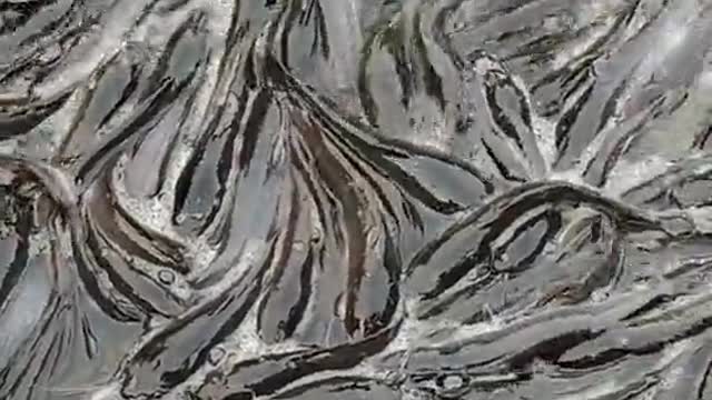 I have never seen such a life in a pond full of fish