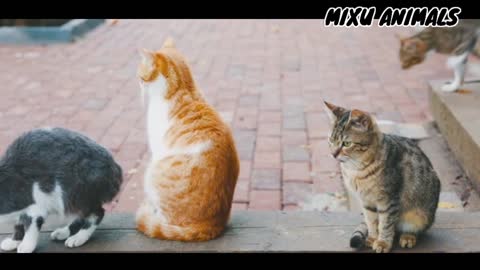 Cute cat full enjoyment