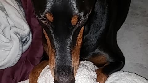 Doberman Has Separation Anxiety