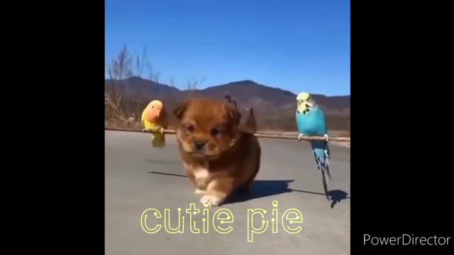 Cute puppy