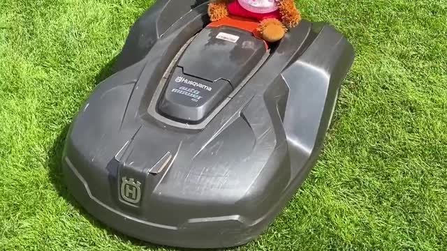 The softer side of the Lawn Terminator!