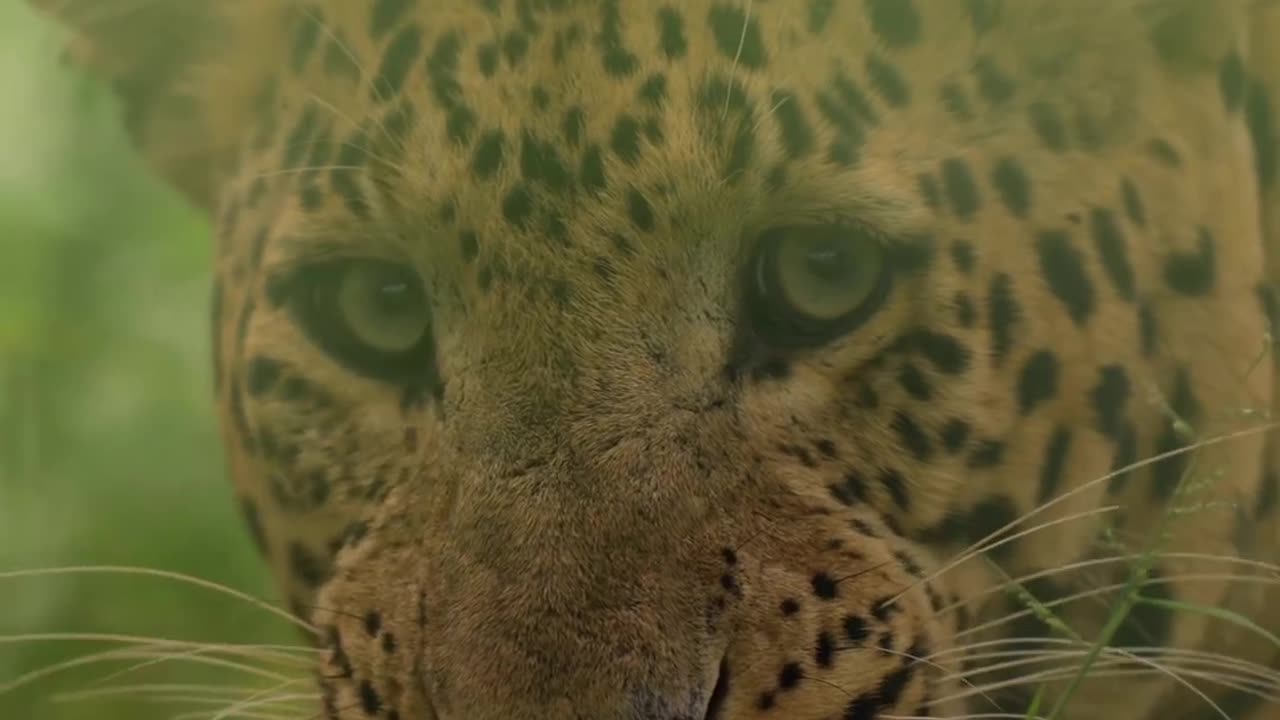 Tiger live moments 4k
