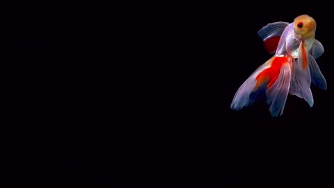 goldfish playing in water