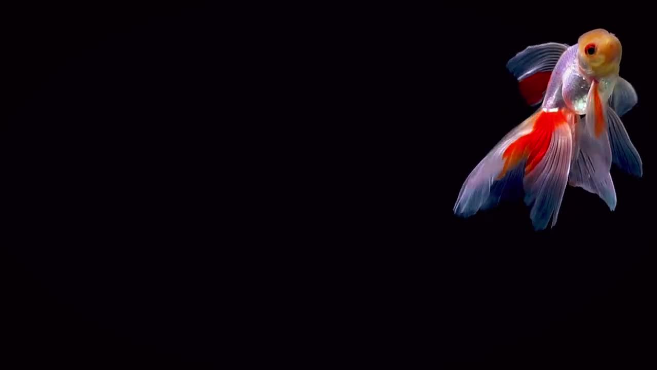 goldfish playing in water