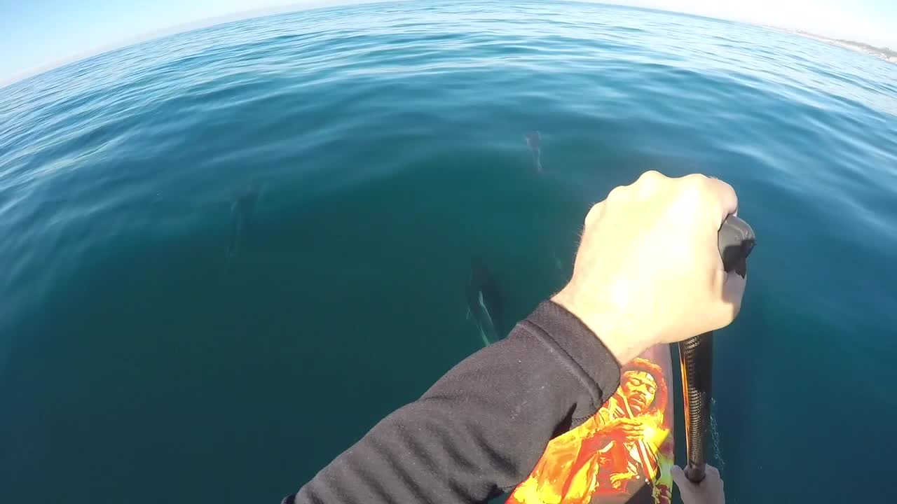 Paddle Boarding With A Friendly Pod Of Dolphins