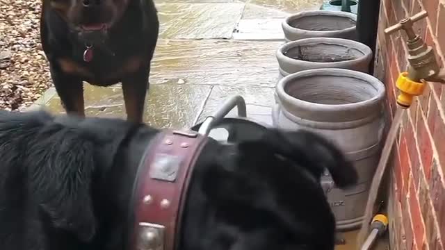 Rottweilers enjoying tap water