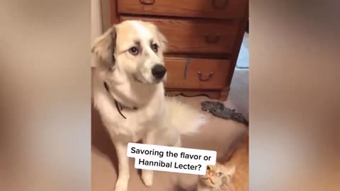 Dog Likes To Taste Sweets