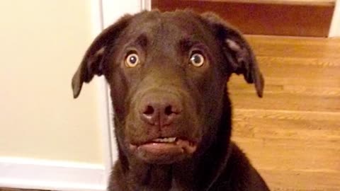 The Funniest Labradors Compilation of 2024