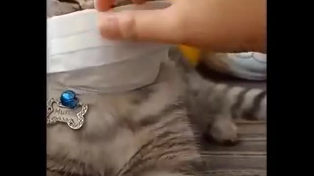 Funny and cute dog and cat copitation #38