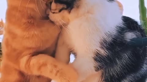 Cute cats flirt with life