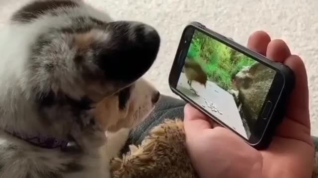 Funny Dog clip 1