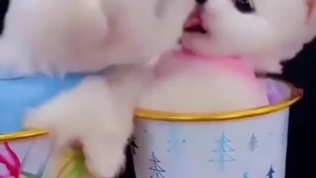 New Pomeranian puppy kissing ,,🥰🥰🥰🥰🥰🥰🥰🥰🐕🐕
