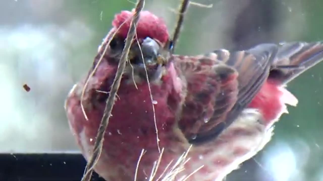 Purple Finch