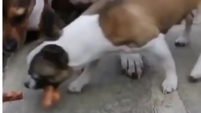 🤣 Funny animals fails moment | Try Not to Laugh!!!