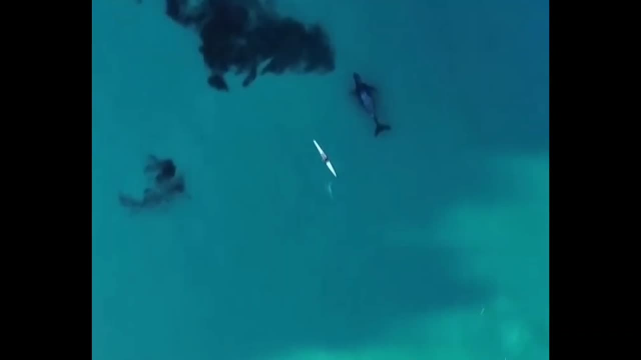 Humpback whale swims alongside kayaker