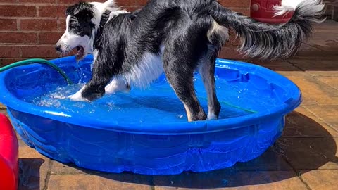 Mylo splashing