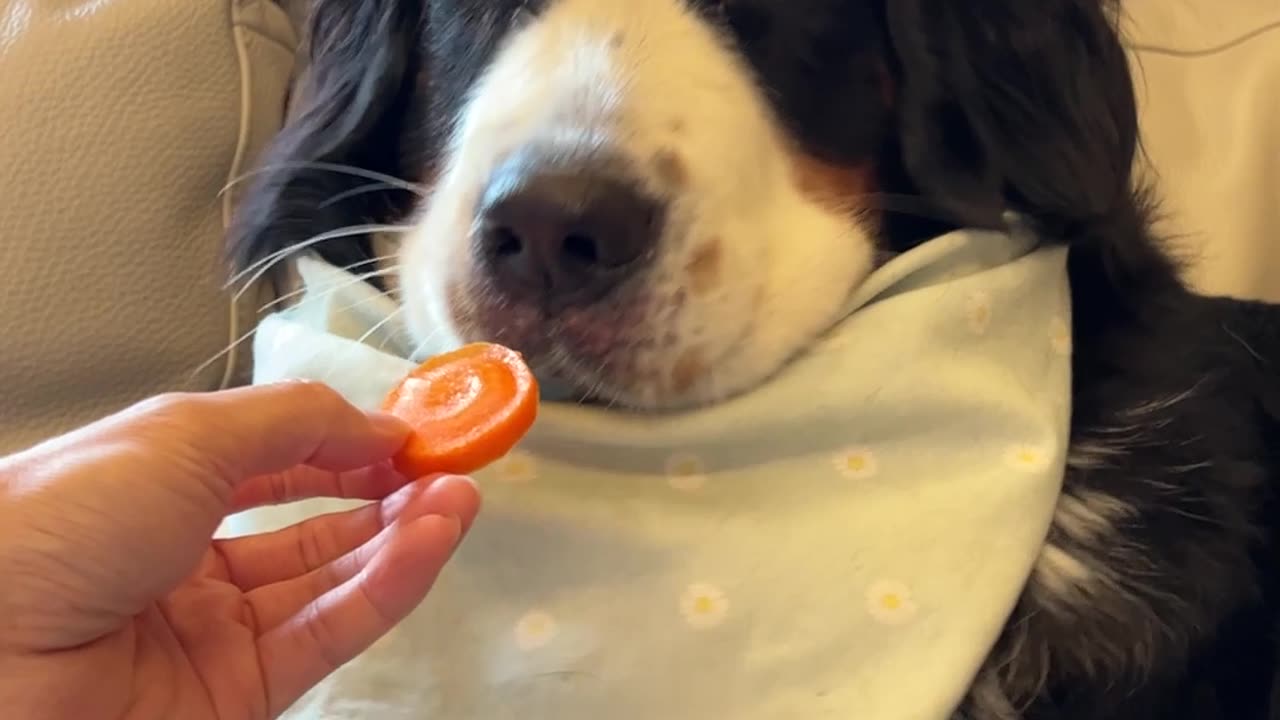 Pup Tastes a Carrot for the First Time