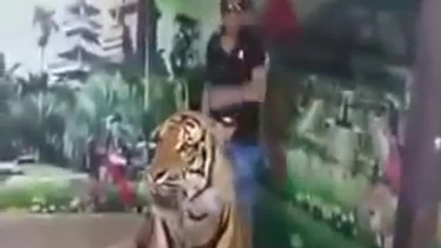 Tiger 🐯🐯 so funny video