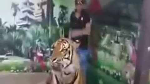 Tiger 🐯🐯 so funny video