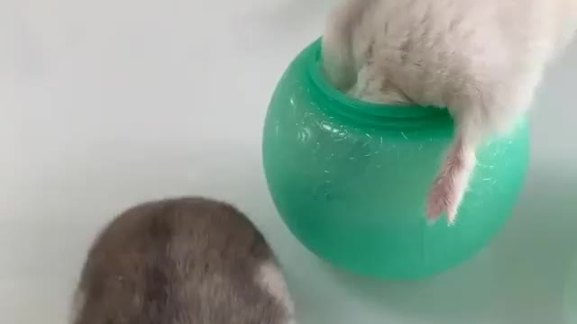 Funny mouse playing 😁