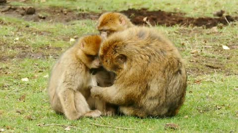 Young monkeys tenderness of the monkey