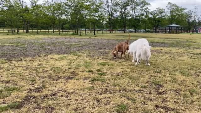 German Shepherd Attacks Pitbull LEASH OFF DOG PARK