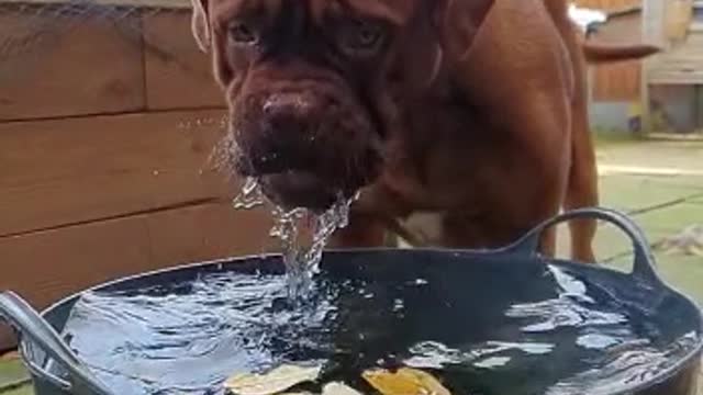 Wild ginger hippo
