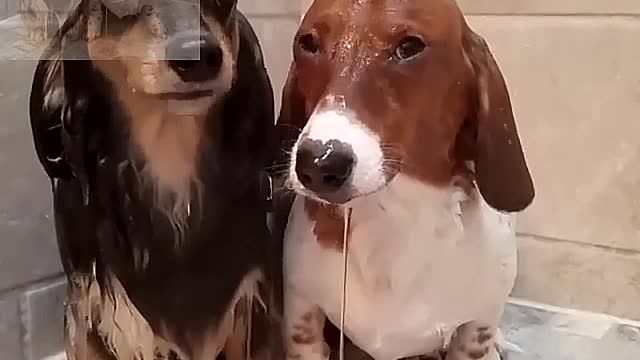 Two dogs bathing together