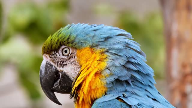 Romantic moment - Two colorful parrots feeding each other