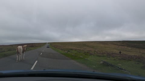 Driving Dartmoor ponies