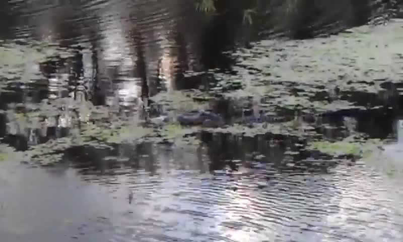 Alligator vs. wild animal