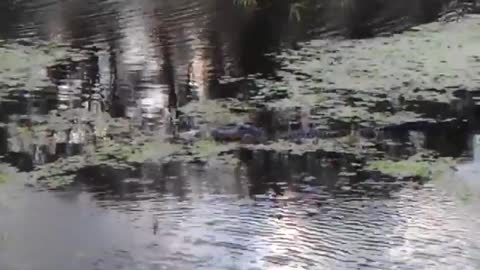 Alligator vs. wild animal