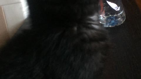 Black angel