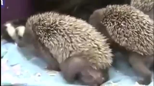 Cute mom Cat feeding hedgehogs Baby