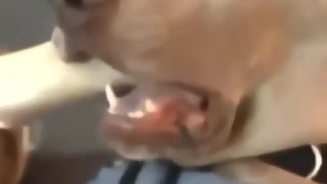 Funny Dogs Reaction 🐕 | Dog videos | Dog reaction