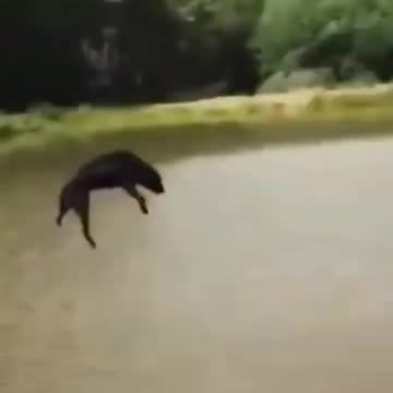 Funny and Cute Animals Shorts #178