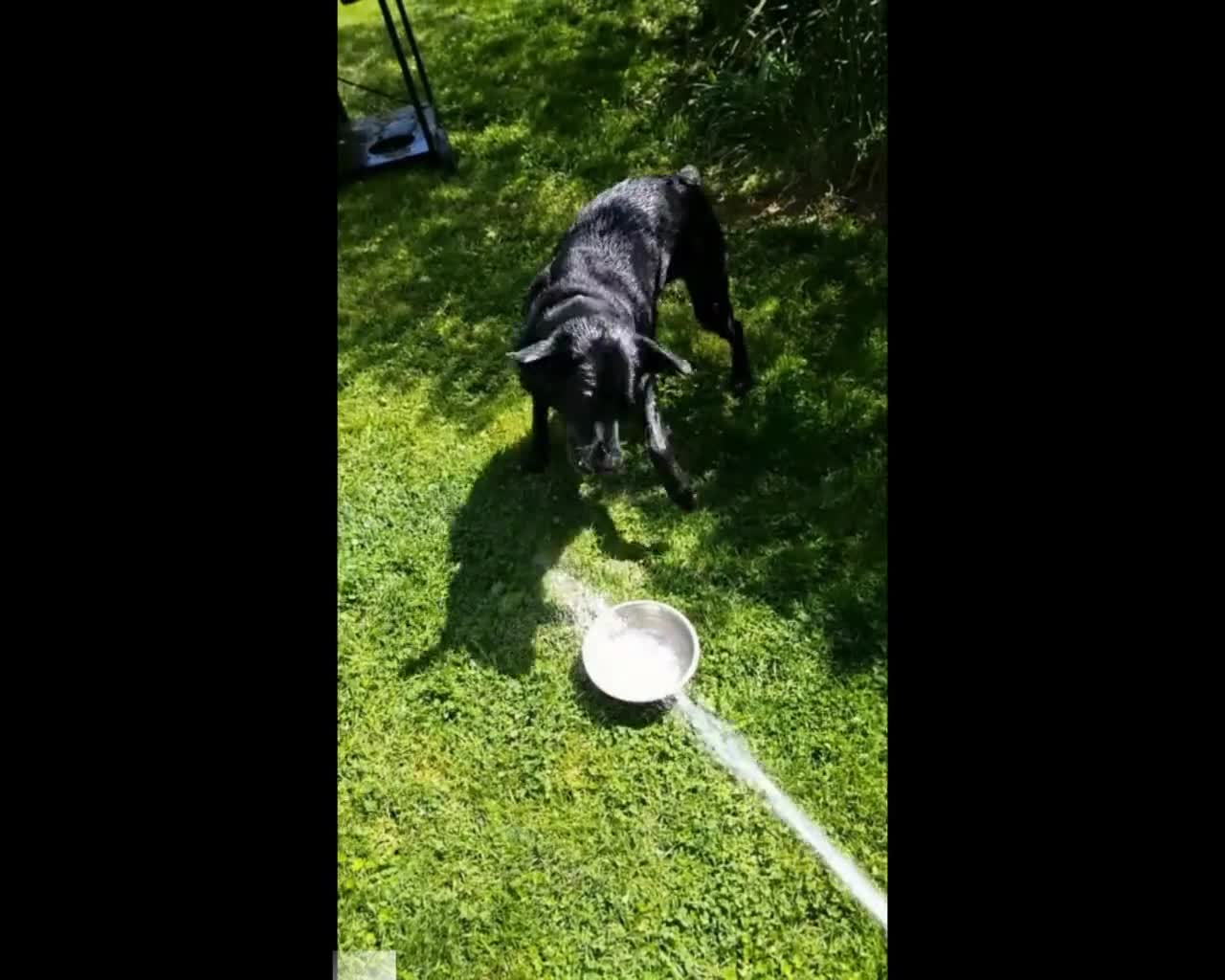 Lab LOVES The Water Hose