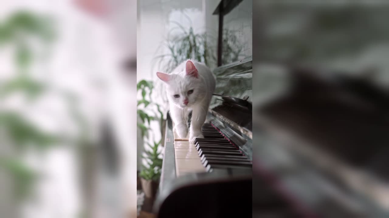 See How cat Make Sound😳