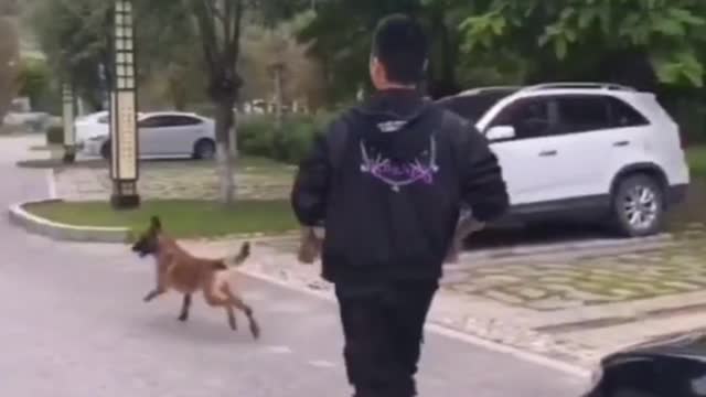 Dogs sense Danger before happening it. Watch this video to know