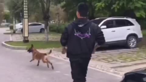 Dogs sense Danger before happening it. Watch this video to know