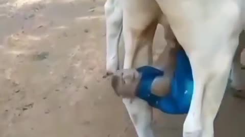 Cheerful monkey swinging on bull eggs🤣😂