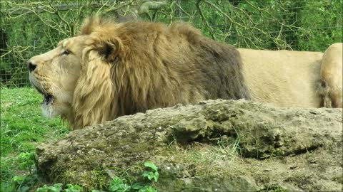 Lion live in his own eria