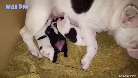 A MOTHER DOG PROTECTS HER PUPPIES | COMPILATION *