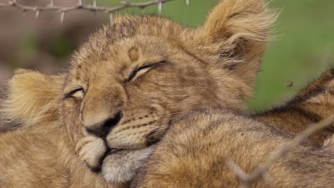 Close-up shot of lion cub