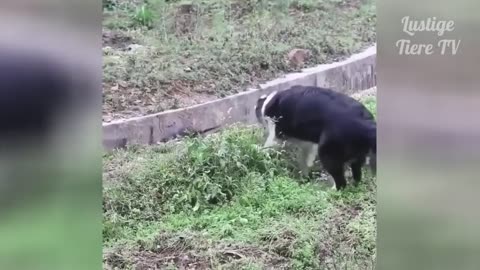 Best Funny Cats and Dogs Compilation 1
